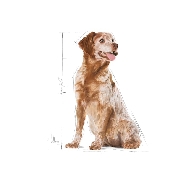 Royal Canin Medium Adult 7+ - Image 3