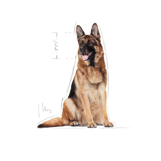 Royal Canin Maxi Adult 5+ 15kg - Image 3