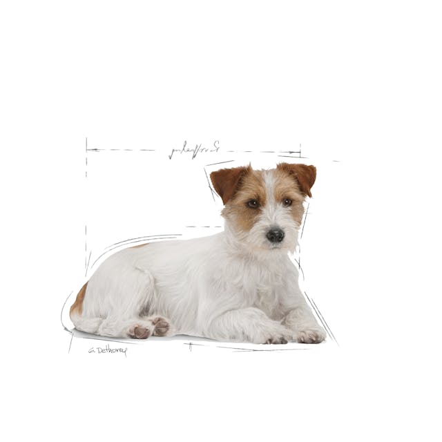 Royal Canin Mini Ageing 12+ 1.5kg - Image 3