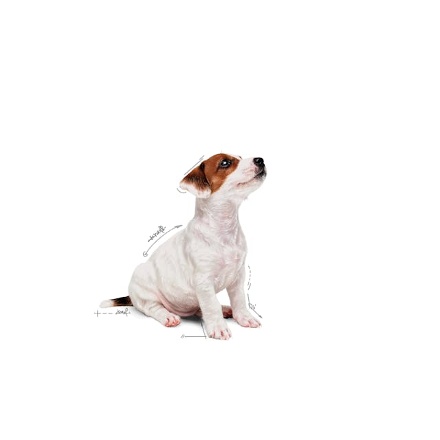 Royal Canin Mini Puppy Chunks In Gravy, 85g - Image 4