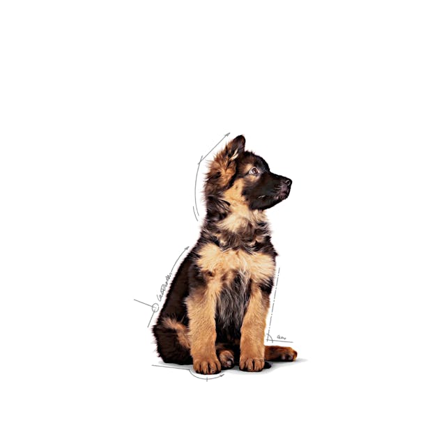 Royal Canin Maxi Puppy Chunks In Gravy, 140g x 10 Pack - Image 3