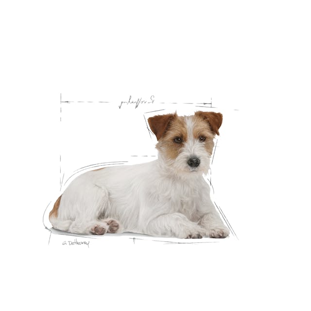 Royal Canin Mini Ageing 12+ Chunks In Gravy, 85g x 12 - Image 3