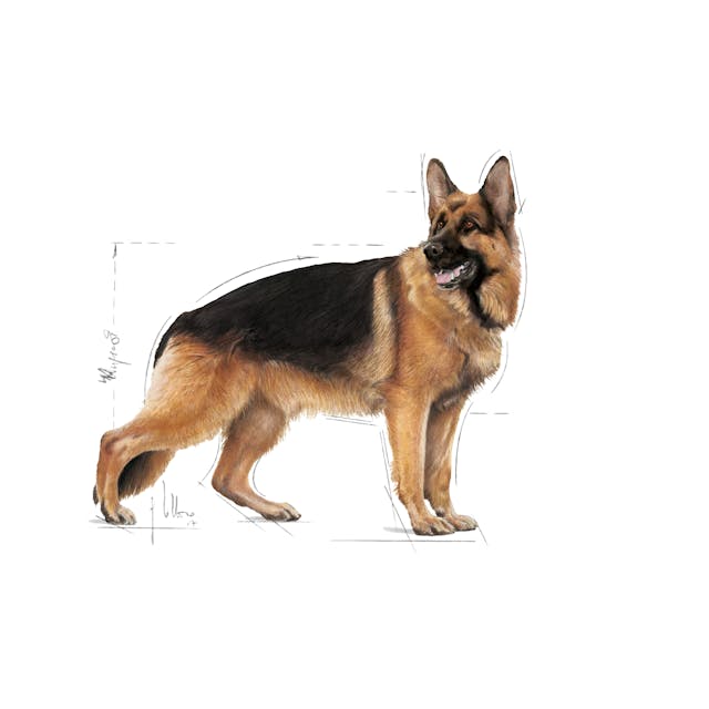 Royal Canin Maxi Adult Chunks In Gravy 140 x 10 Pack - Image 3