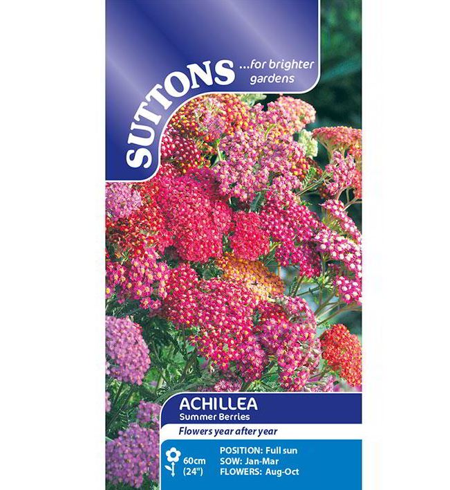Achillea 'Summer Berries' - Seeds