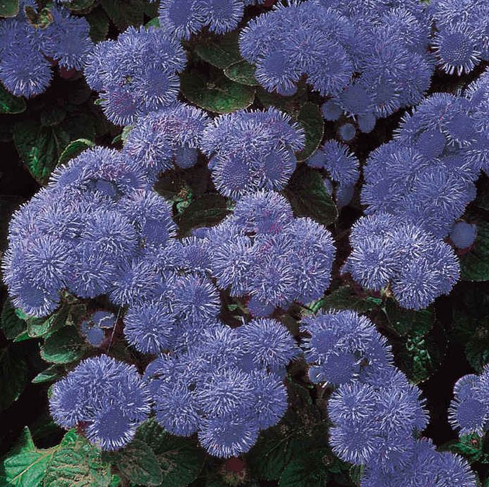Ageratum 'Blue Mink' - Seeds