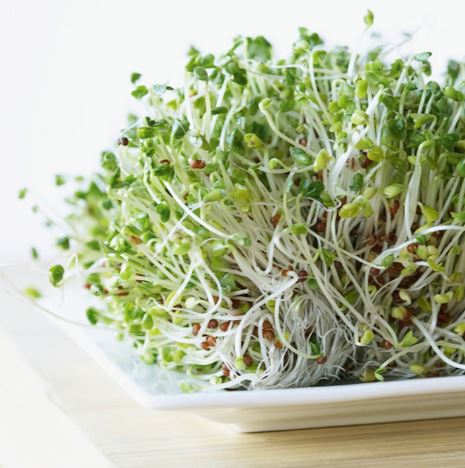 Alfalfa Sprouting - Seeds - Image 4