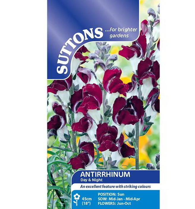 Antirrhinum 'Day & Night' - Seeds - Image 2