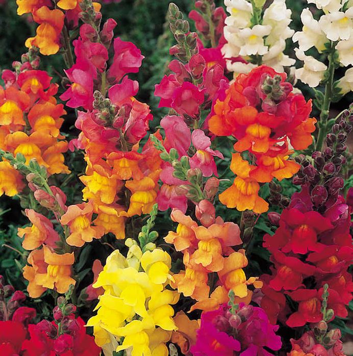 Antirrhinum 'Illumination Mix' - Seeds