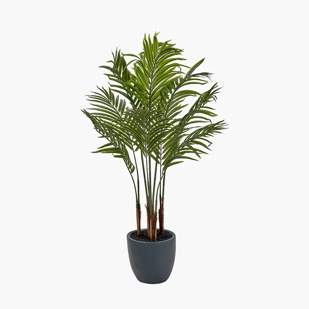 Areca Palm Plant in Pot - Image 3