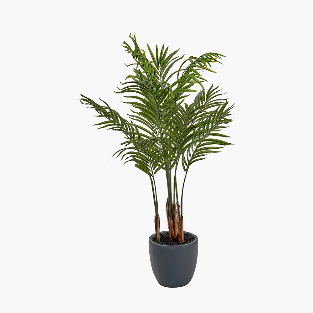 Areca Palm Plant in Pot - Image 4