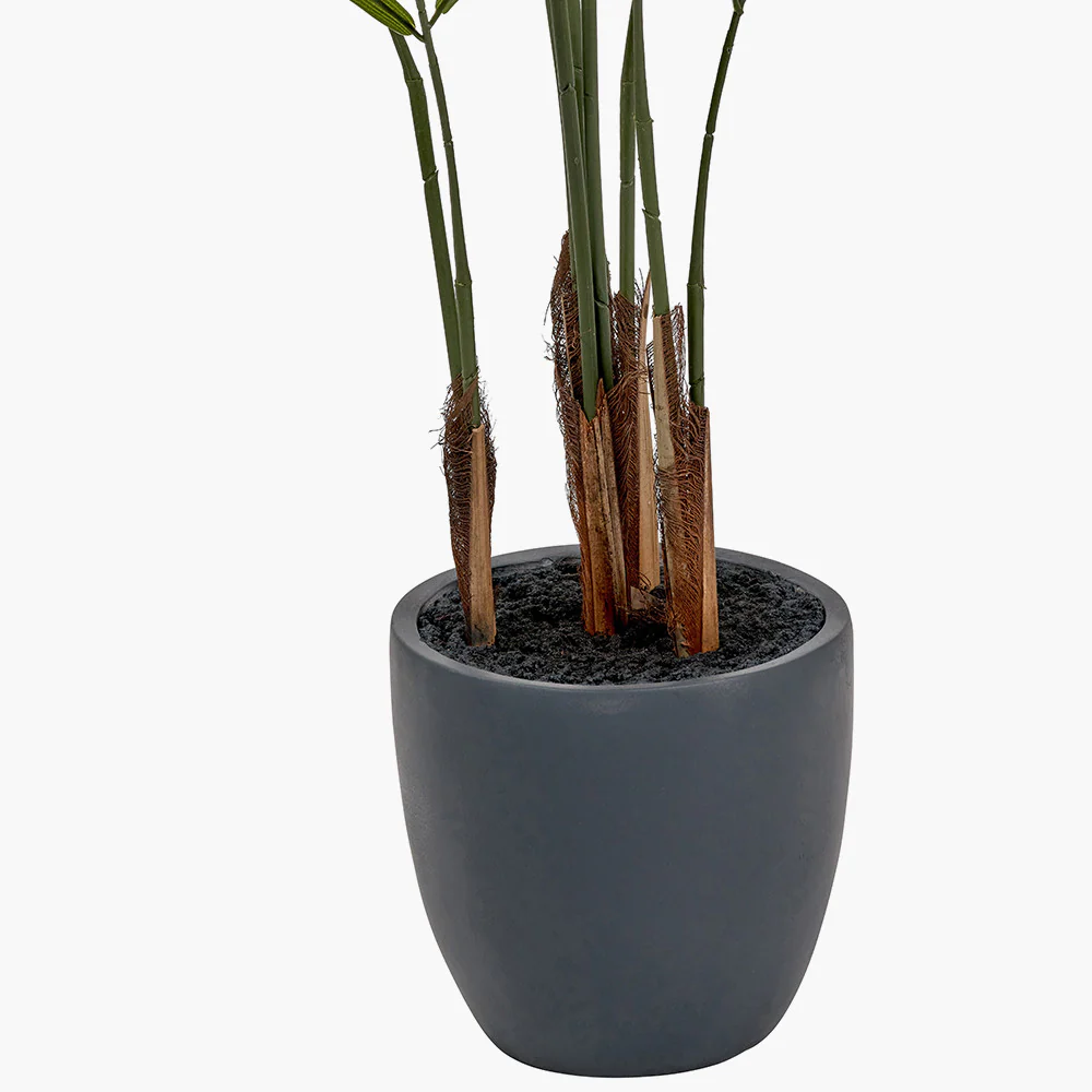 Areca Palm Plant in Pot - Image 5