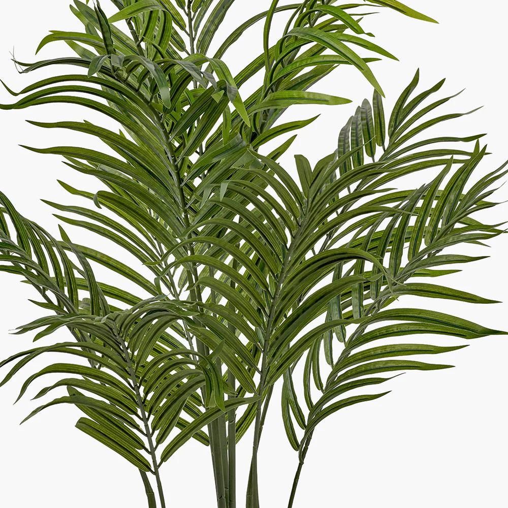 Areca Palm Plant in Pot - Image 6