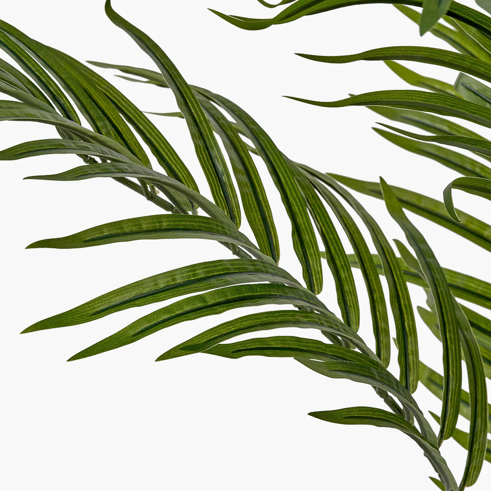 Areca Palm Plant in Pot - Image 7