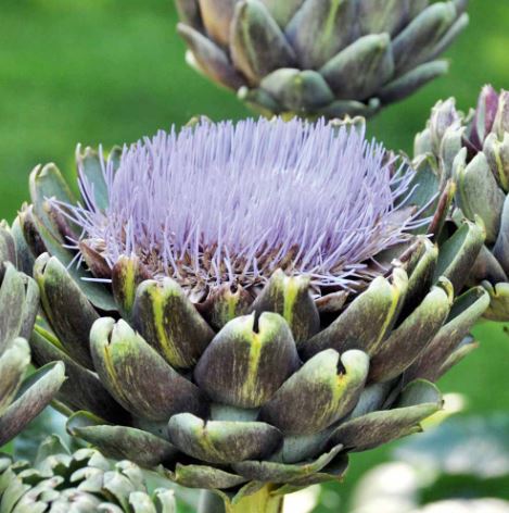 Artichoke 'Purple de Provence' - Seeds - Image 3