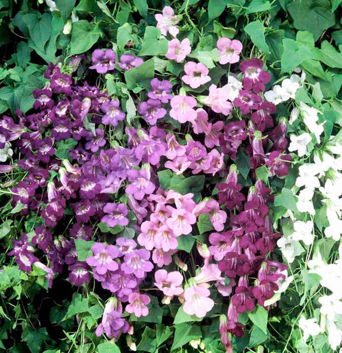 Asarina 'Formula Mix' - Seeds