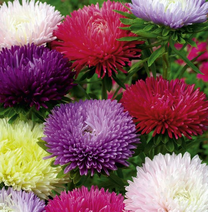 Aster 'Tall Fraggle Mix' - Seeds
