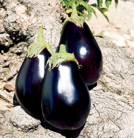 Aubergine F1 'Galine' - Seeds - Image 4