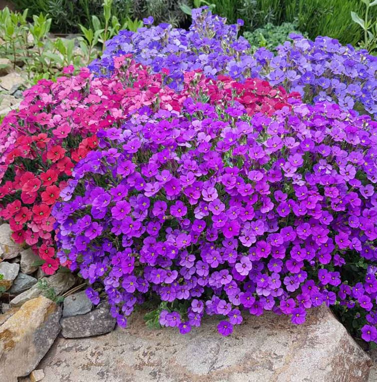 Aubrieta 'Cheeky Mix' - Seeds