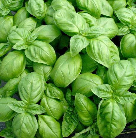 Basil 'Sweet' - Herb Seeds