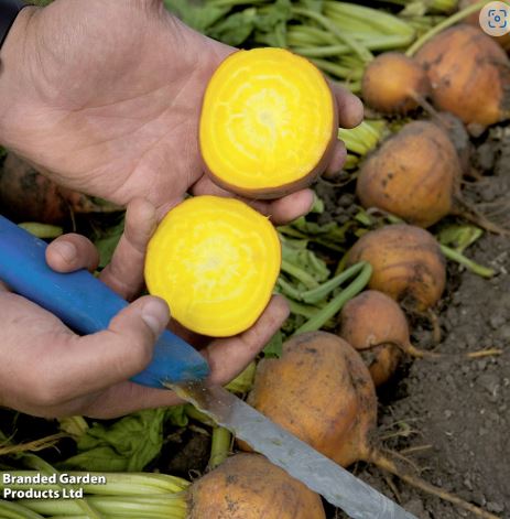 Beetroot F1 'Boldor' - Seeds