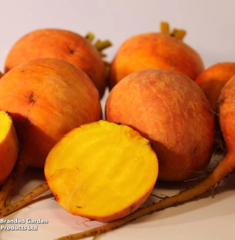 Beetroot F1 'Boldor' - Seeds - Image 4
