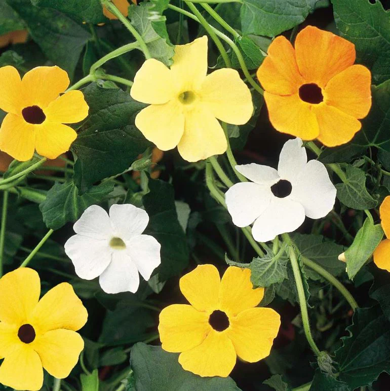 Black-Eyed Susie - Seeds - Image 3