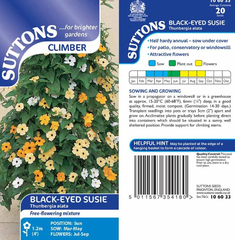 Black-Eyed Susie - Seeds - Image 4