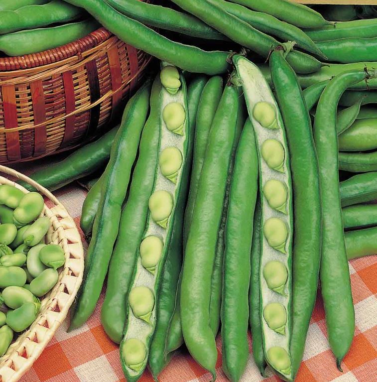 Broad Bean 'Giant Exhibition Longpod' - Seeds