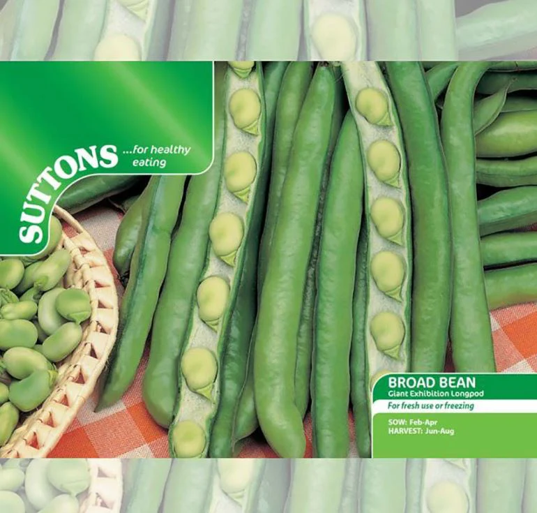 Broad Bean 'Giant Exhibition Longpod' - Seeds - Image 3