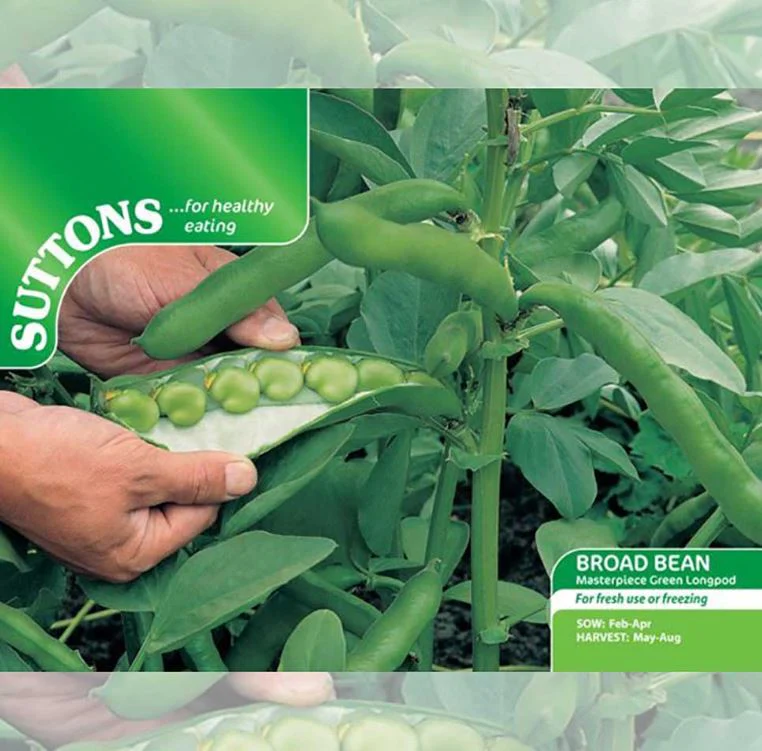 Broad Bean 'Masterpiece Green Longpod' - Seeds - Image 3
