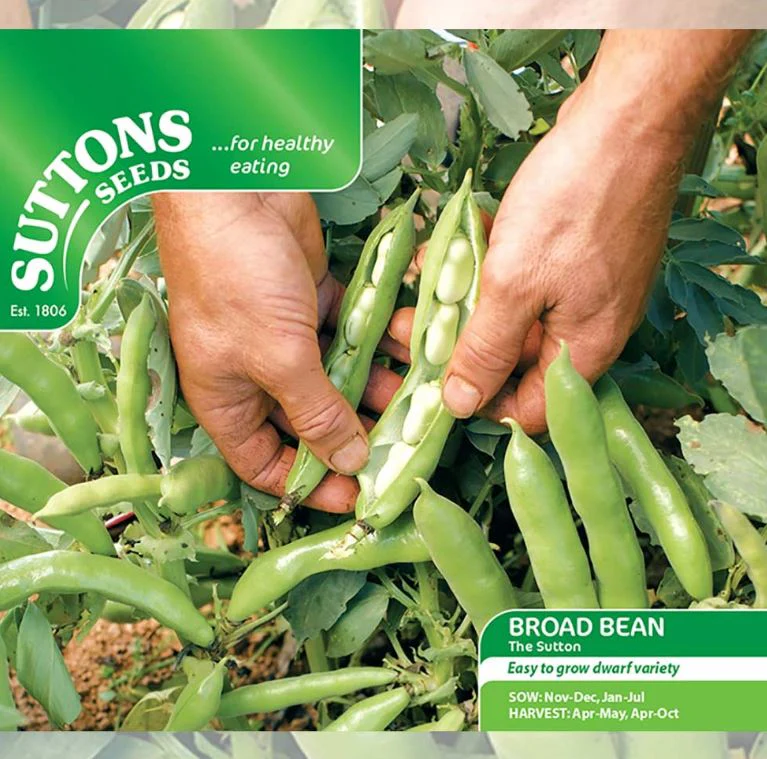 Broad Bean 'The Sutton' - Seeds