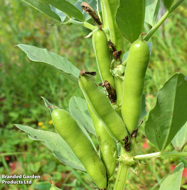 Broad Bean 'The Sutton' - Seeds - Image 5