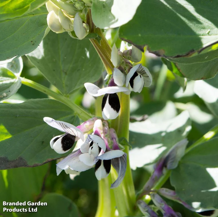 Broad Bean 'The Sutton' - Seeds - Image 6