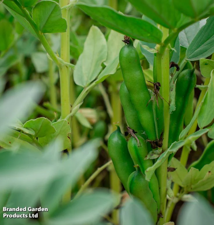 Broad Bean 'The Sutton' - Seeds - Image 8