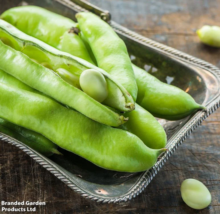 Broad Bean 'The Sutton' - Seeds - Image 9