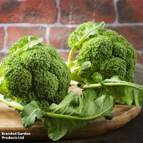 Broccoli F1 'Green Magic' - Seeds - Image 4