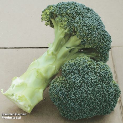 Broccoli F1 'Green Magic' - Seeds - Image 6