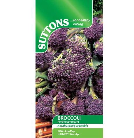 Broccoli 'Purple Sprouting' - Seeds - Image 2