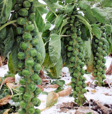 Brussels Sprout F1 'Brenden' - Seeds