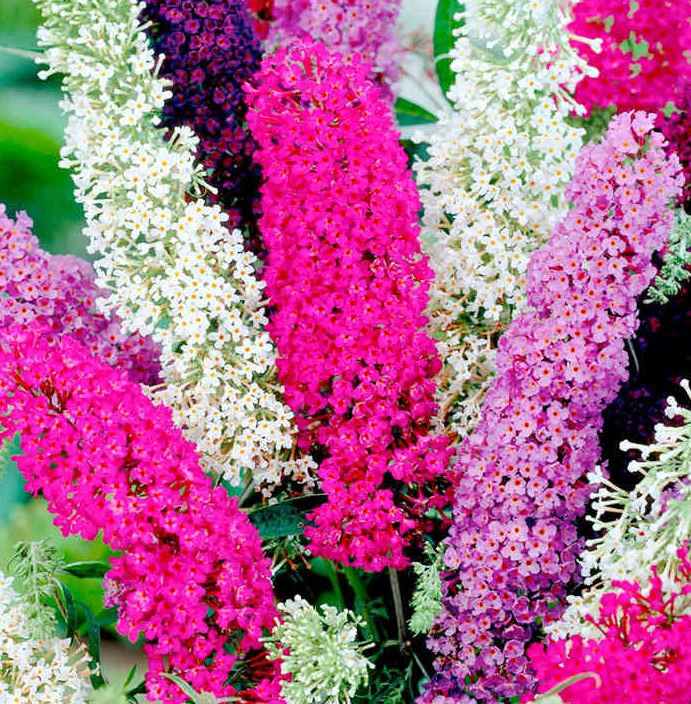 Buddleia 'Butterfly Magnet Mix' - Seeds