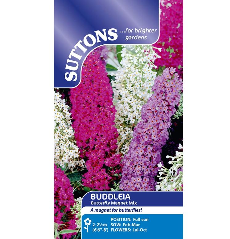 Buddleia 'Butterfly Magnet Mix' - Seeds - Image 2