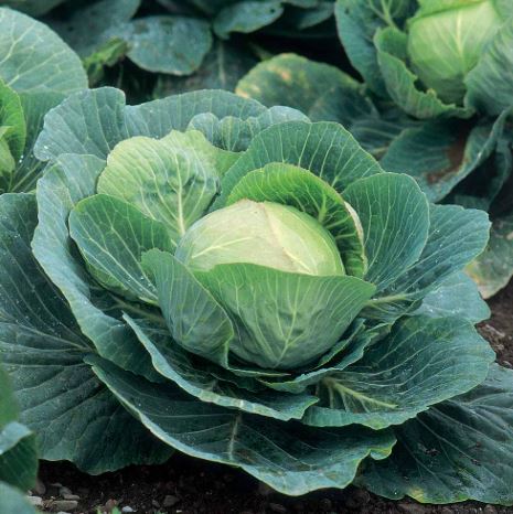 Cabbage F1 'Kilazol' - Seeds