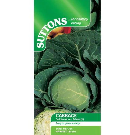 Cabbage 'Golden Acre Primo' - Seeds - Image 2