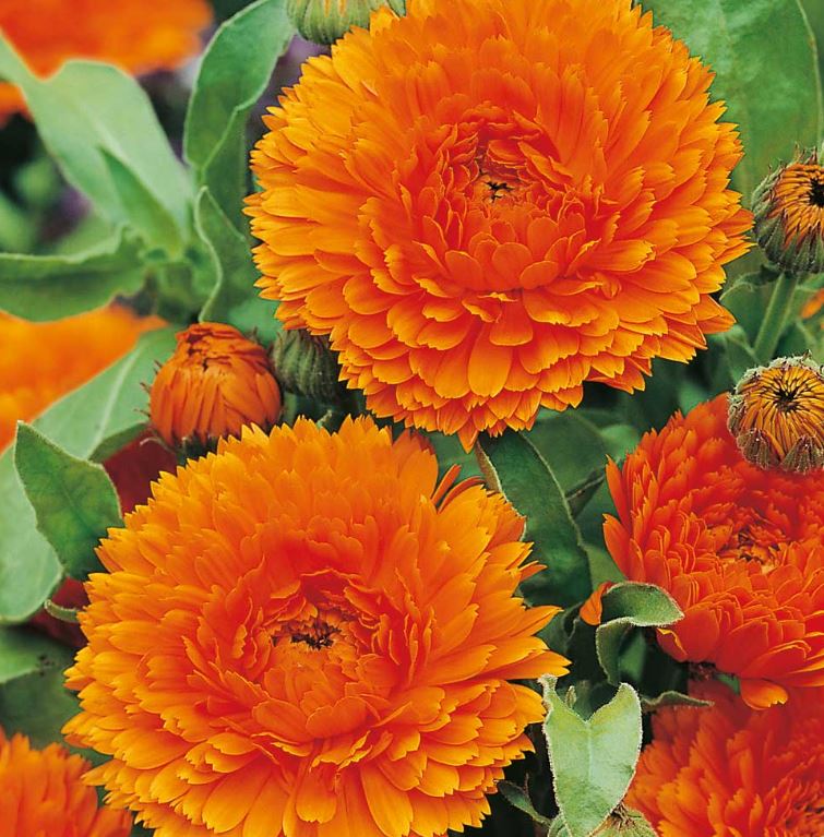 Calendula 'Orange King' - Seeds - Image 2