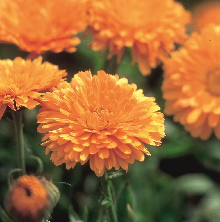 Calendula 'Orange King' - Seeds - Image 3