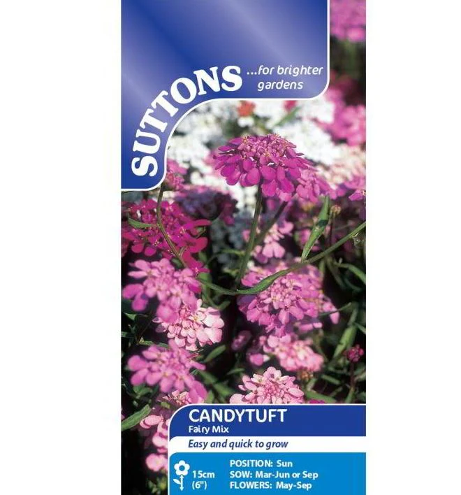 Candytuft 'Fairy Mix' - Seeds - Image 2