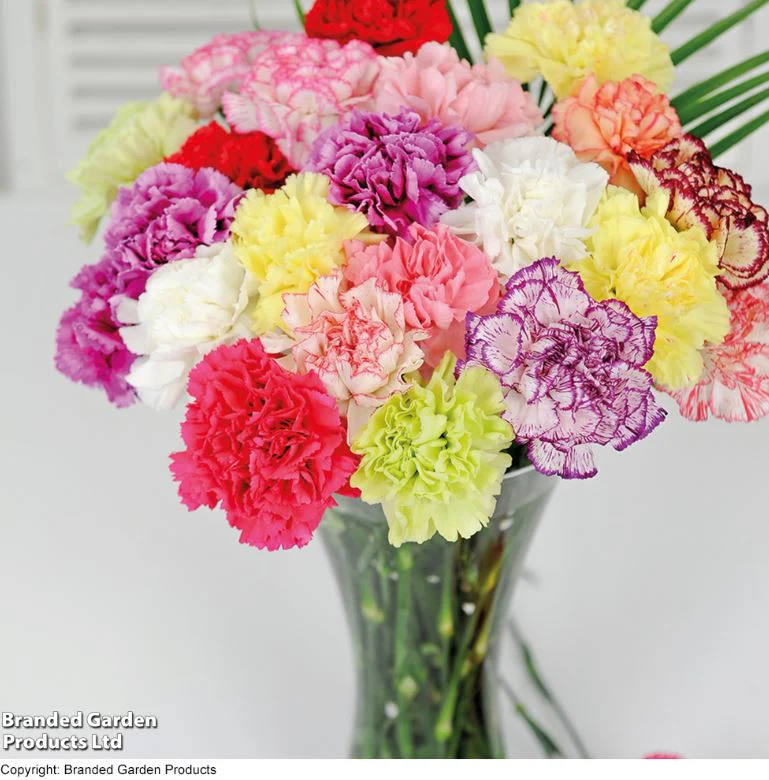 Carnation 'Chabaud Giant Mix' - Seeds - Image 3