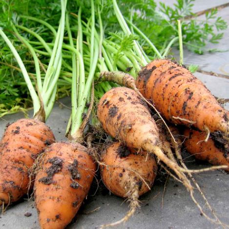 Carrot 'Chantenay Red Cored 2' - Seeds - Image 2
