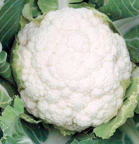 Cauliflower F1 'Successional Harvest Mix' - Seeds
