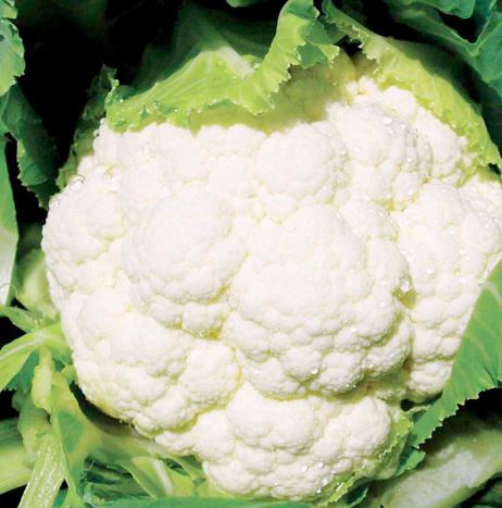 Cauliflower F1 'Successional Harvest Mix' - Seeds - Image 2